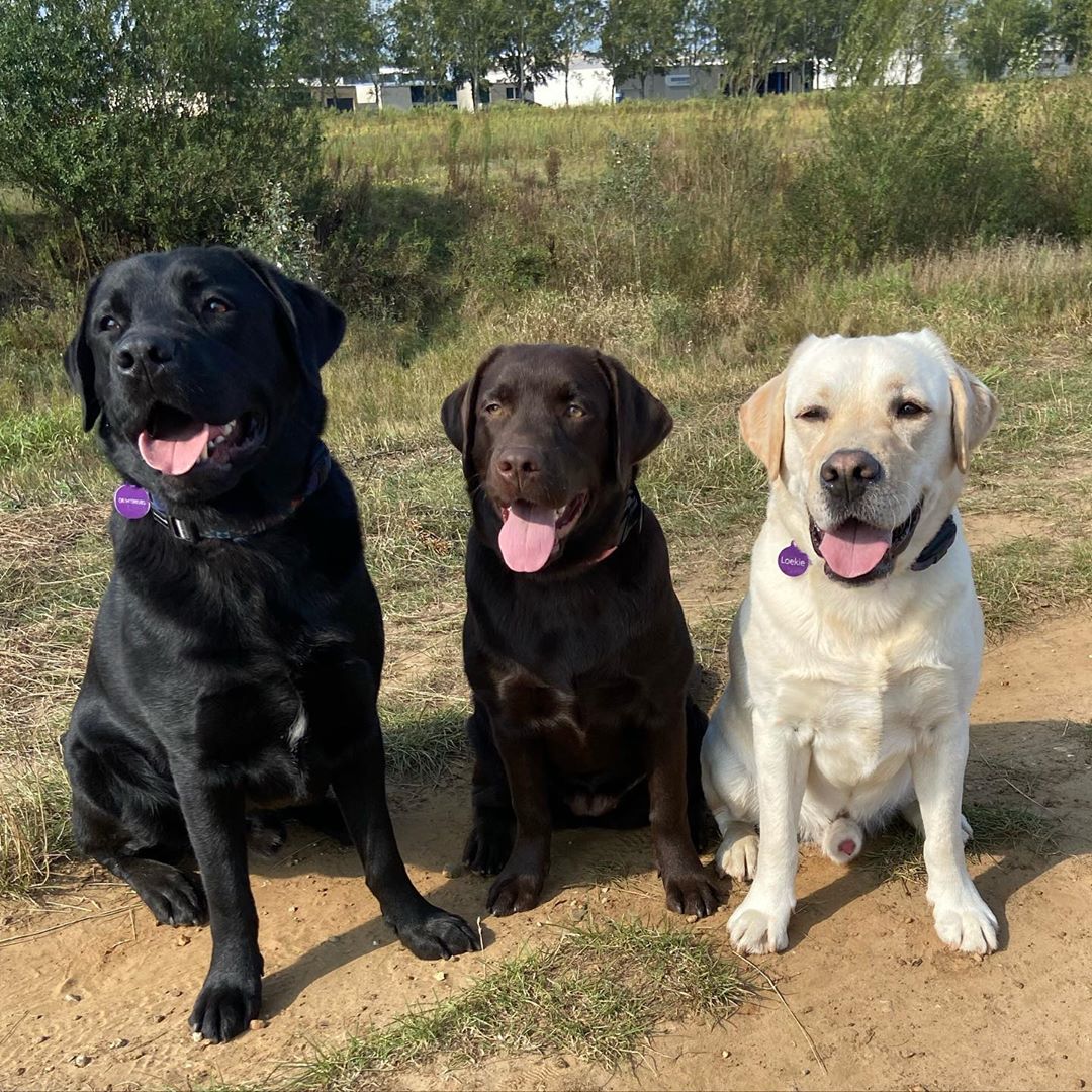Three happy Labradors sitting together outdoors